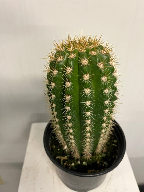 6" Cactus 'Sun Goddess'