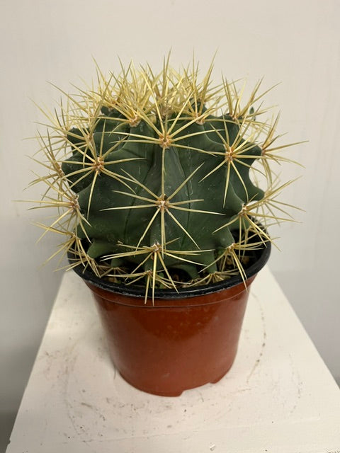6" Blue Barrel Cactus