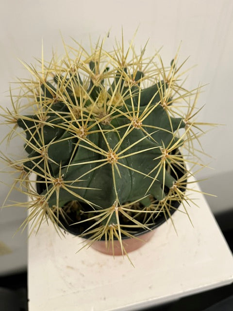 6" Blue Barrel Cactus