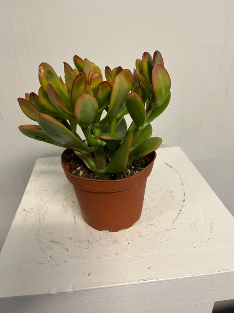 4" Hummel's Sunset Jade