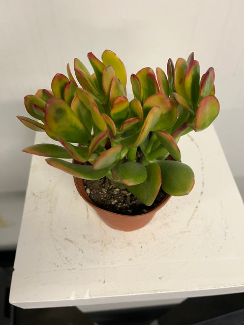 4" Hummel's Sunset Jade