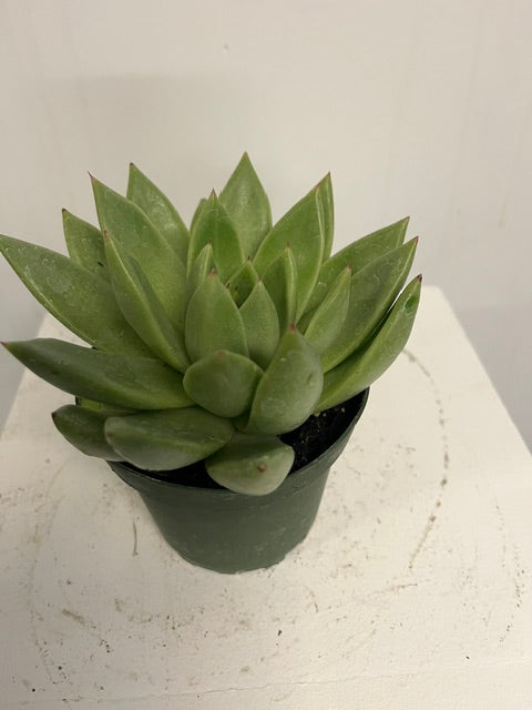 4" Echeveria 'Miranda'