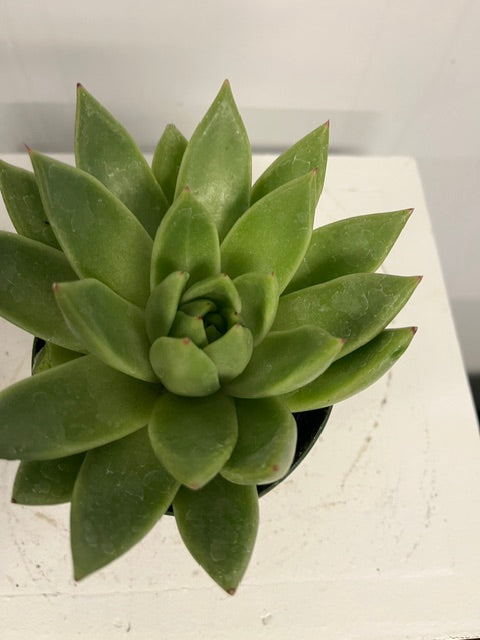 4" Echeveria 'Miranda'