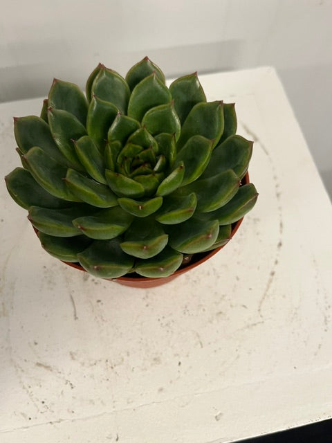 4" Echeveria
