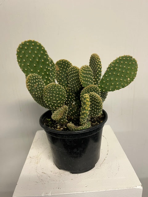 6" Bunny Ears Cactus