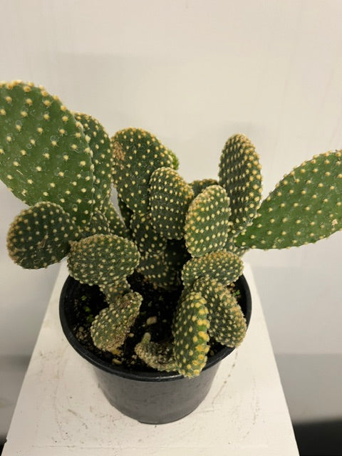 6" Bunny Ears Cactus