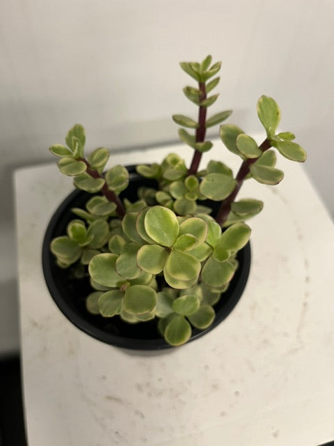 4" Variegated Elephant Bush