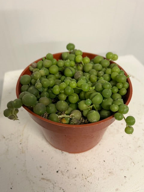 4" String of Pearls