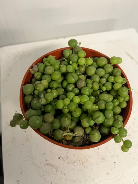 4" String of Pearls