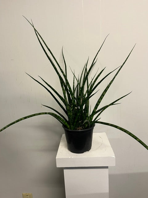 6" Sansevieria 'Fernwood'