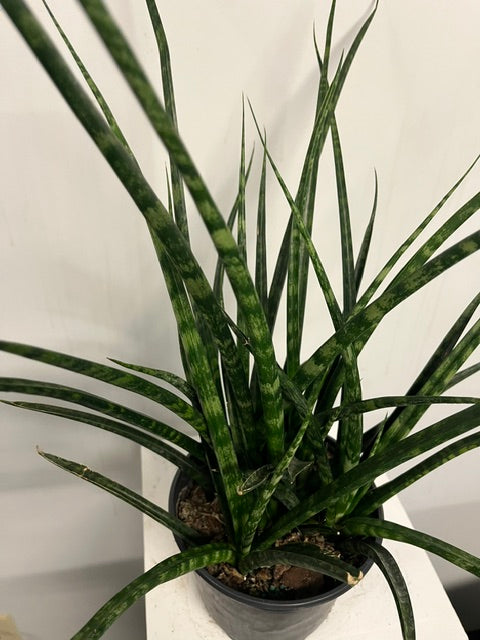 6" Sansevieria 'Fernwood'