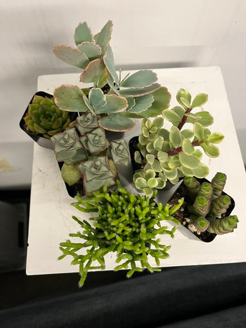 2" Assorted Succulents