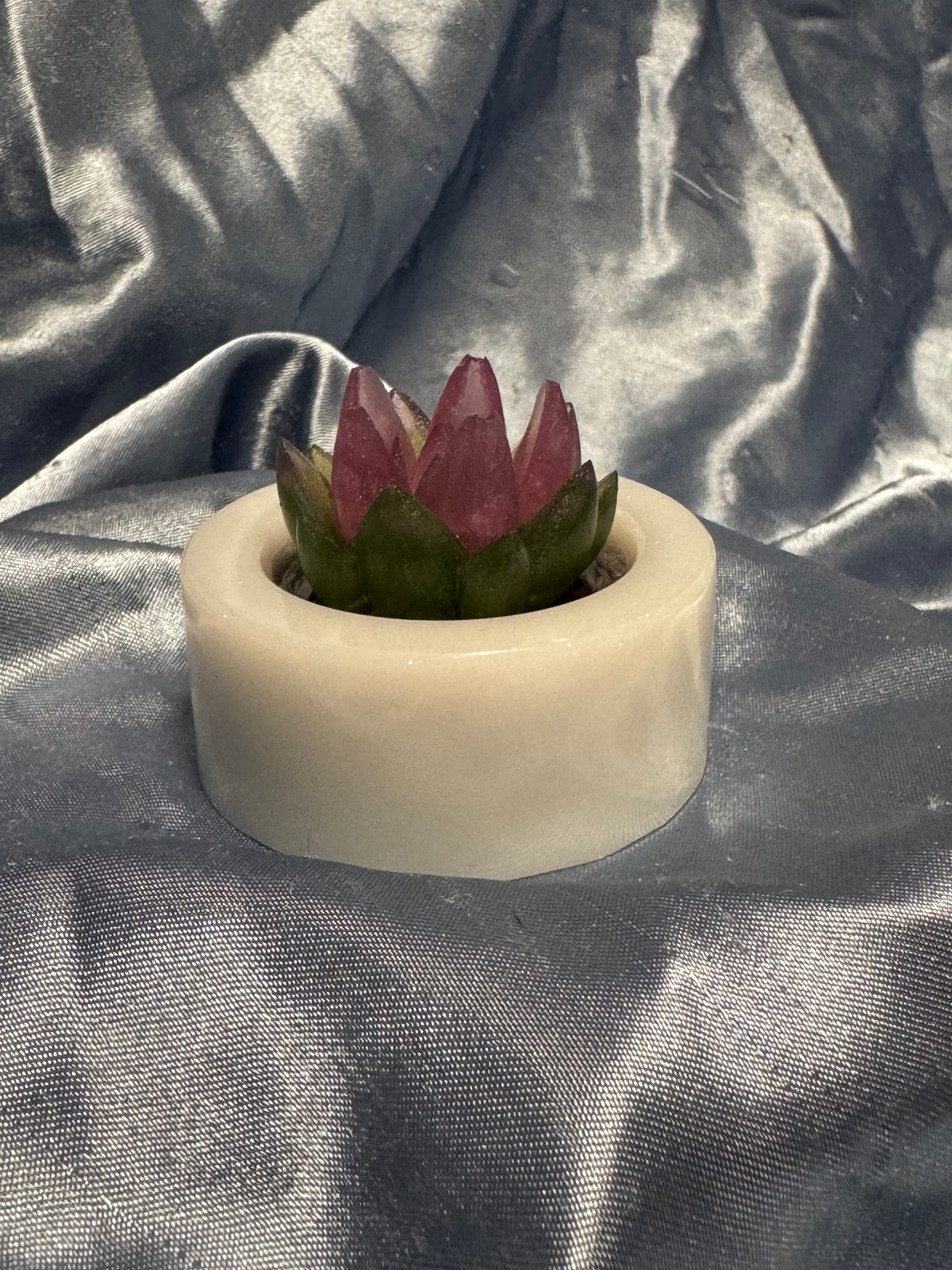 Simple Succulent