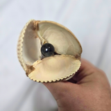 Shell Flower - Large