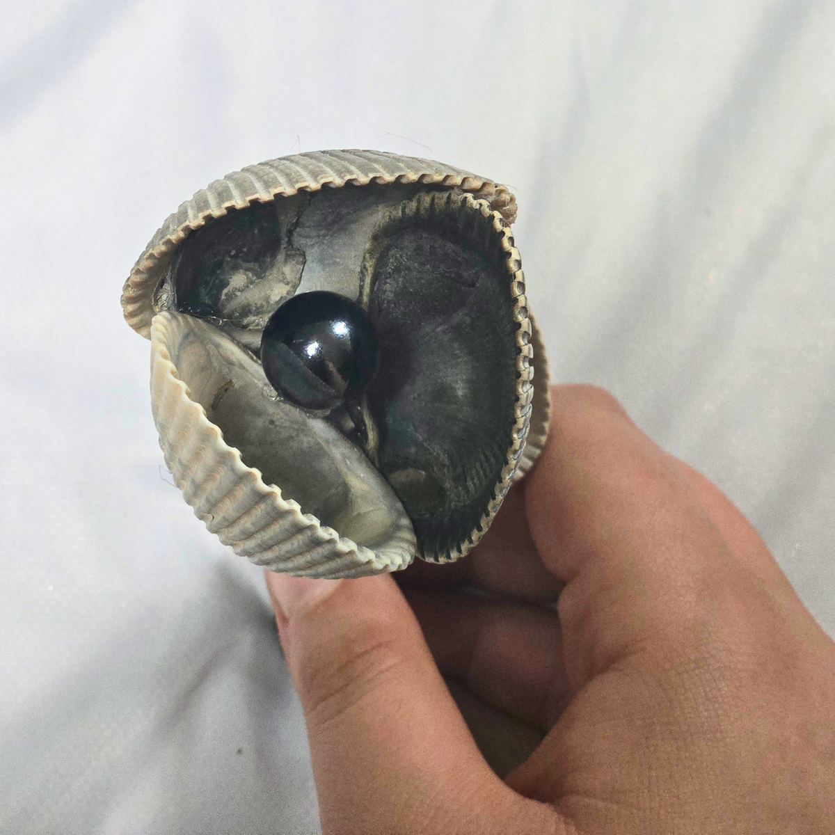 Shell Flower - Medium