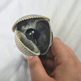 Shell Flower - Medium