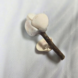 Shell Flower - Mini